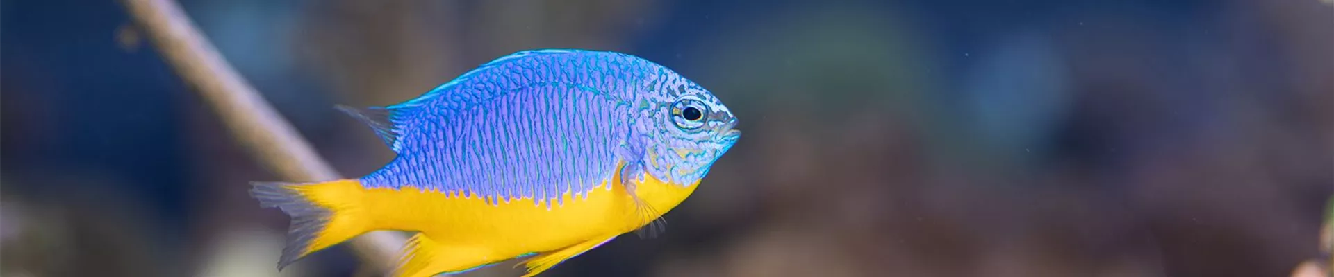 _SSL4493.jpg _SSL4493.jpg