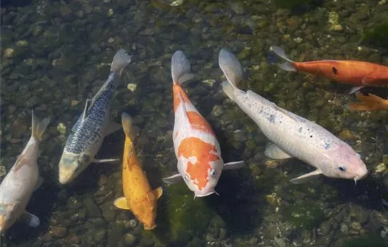 Wenn Fische krank werden - Fischkrankheiten erkennen Wenn Fische krank werden - Fischkrankheiten erkennen