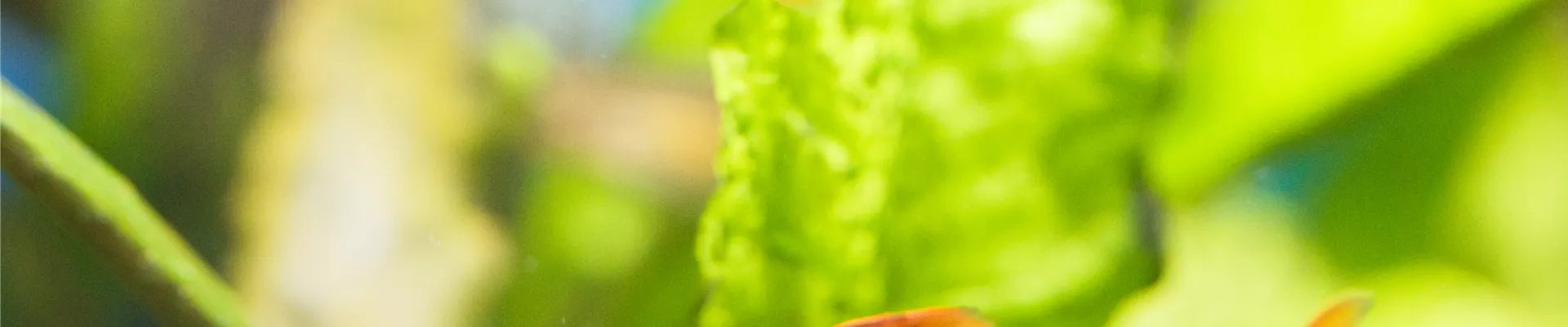 GS533971.jpg GS533971.jpg