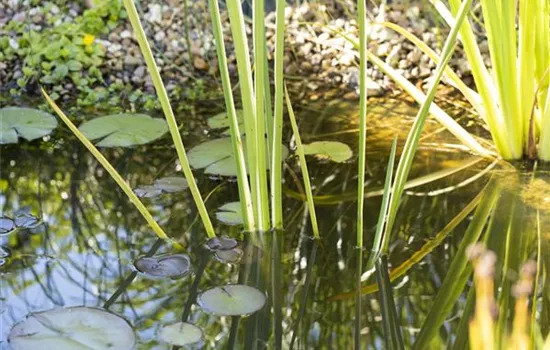 Lebensraum Gartenteich – die artenreiche WG Lebensraum Gartenteich – die artenreiche WG