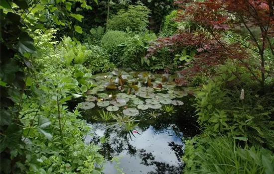 Klares Wasser im Gartenteich – gut oder schlecht? Klares Wasser im Gartenteich – gut oder schlecht?